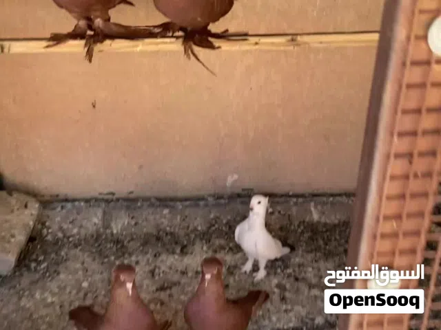 حمام رواعب نجفي لصاي لكلاش جف شرط