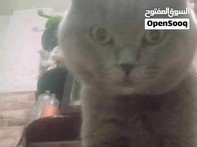 قط سكوتش ذكر عمر 8شهور