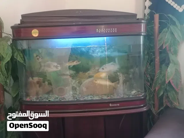 حوض سمك اجنبي لف  150 سم مع أغراضه كامله وسمك الموضح بصوره