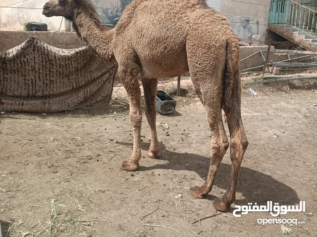 قعود للبيع