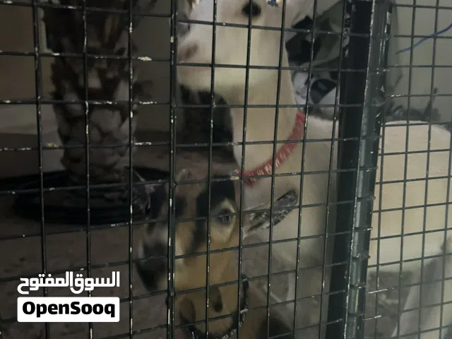 ماعز القزم