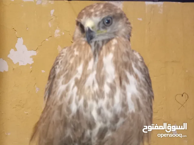 صقر صقر للبيع