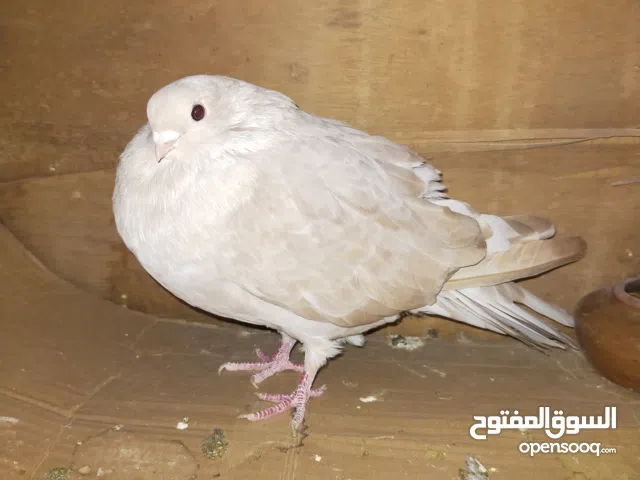 مجموعت حمام لي البيع بسعر كويس