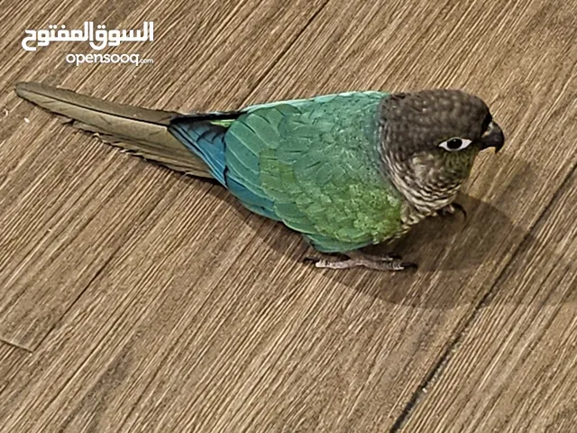 نوادر تحتهم بيض اقرا الإعلان كامل والأسعار نهائية