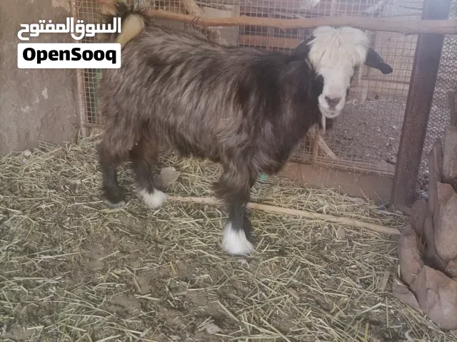 جبيالية للبيع بسبب قلة الطعام