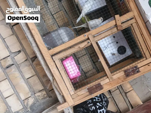 طيور حب زوجين معى القفص بدون البياضات  وبيهن مجال بسيط