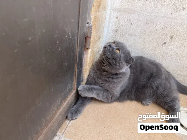 ذكر العمر خمس سنوات معقم العنوان طبربور اللون سكني غامق الحجم كبير