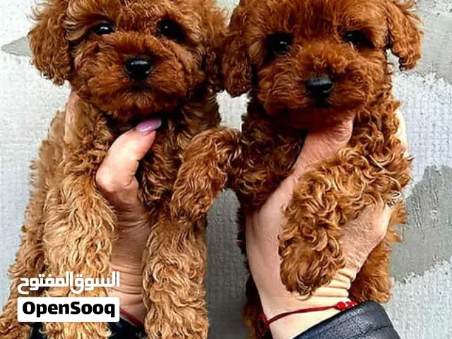 poodle puppies