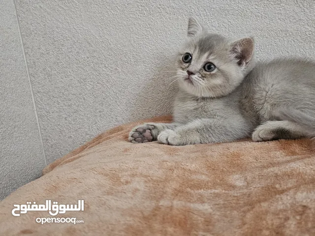 قطط بريتش للبيع