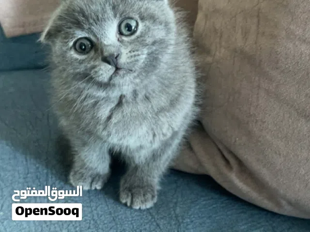 قط للبيع العمر شهرين
