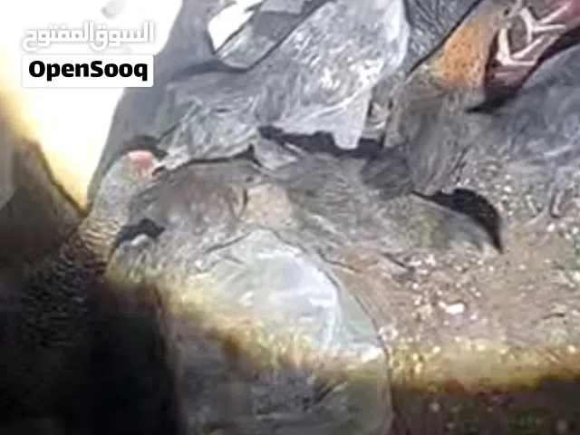 25 فراخة بلدي للبيع عمر 4 اشهر وفي 3 اشهر