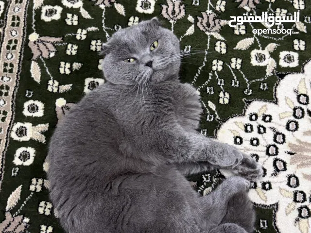 للبيع ثلاث قطط سكوتش بسعر حلو تابع الوصف