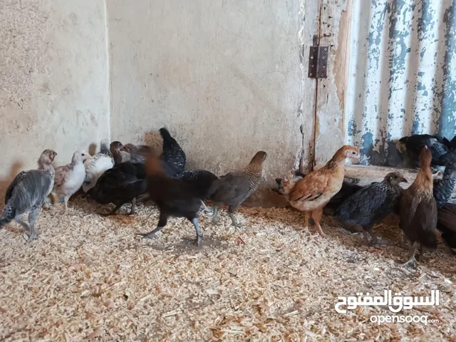 فرخات دجاج بلدي وفيومي اقرأ الوصف
