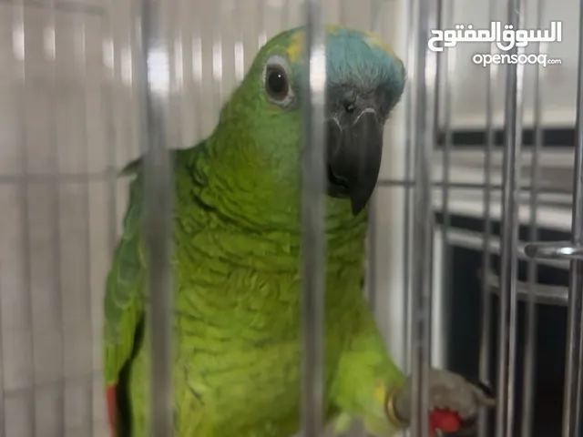 ببغاء امازون بلوفرونتد