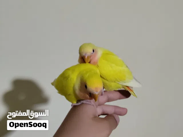 زوز فروخ روز عمرهم شهرين مفطومات يطيرو و حافظين اساميهم الطرف ع160 الزوز 300