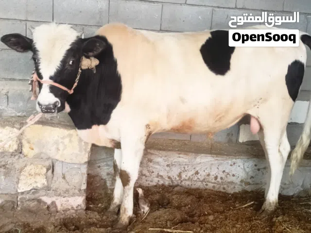 عجل سمين كلش مقبط لحم وخشن بيه خير من الله