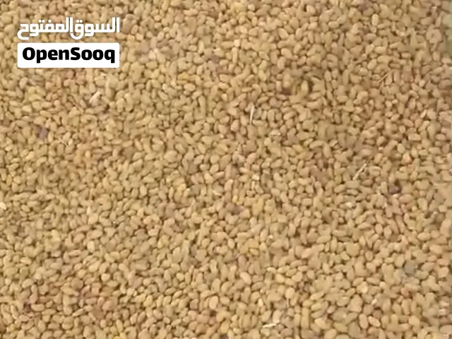 بذر قت للبيع