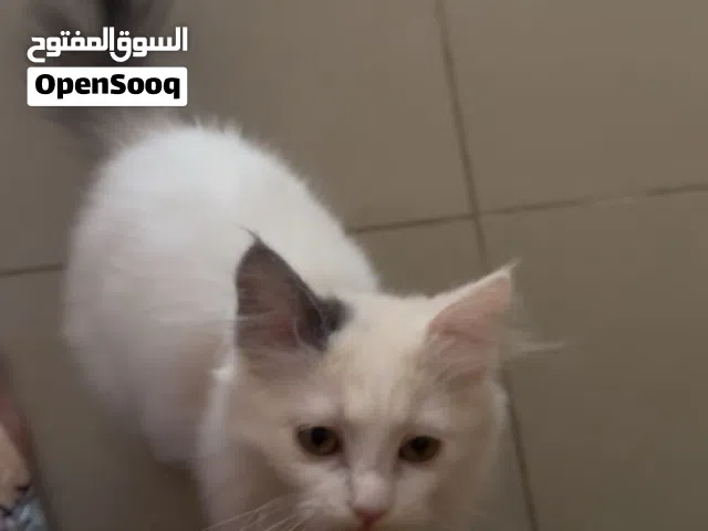 قطة شيرازي انثى للتبني