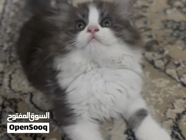 إستمارة بيع قط ب 55 ريال ( الوصف مهم )
