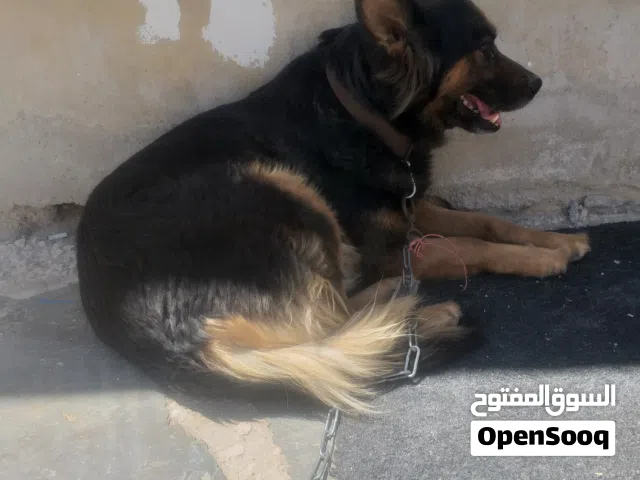 جيرمن انثى البيع طالبه ذكر