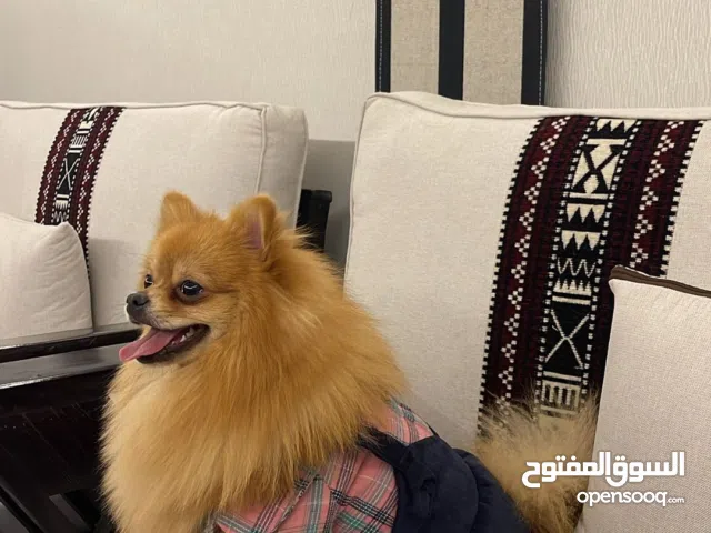 للبيع العمر 9 شهور