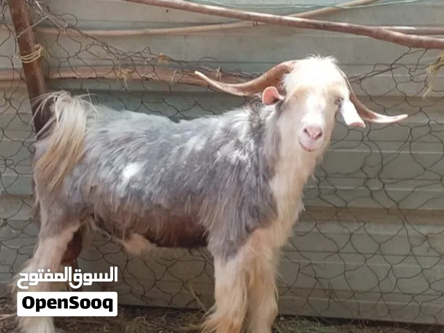 تيس محلي لببيع
