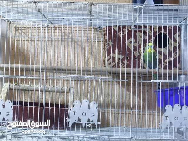 زوج طيور حب شكري برصاصي مع افراخهن عدد 4يطلعن ويدخلن للبيت يومين وتبيض امهن