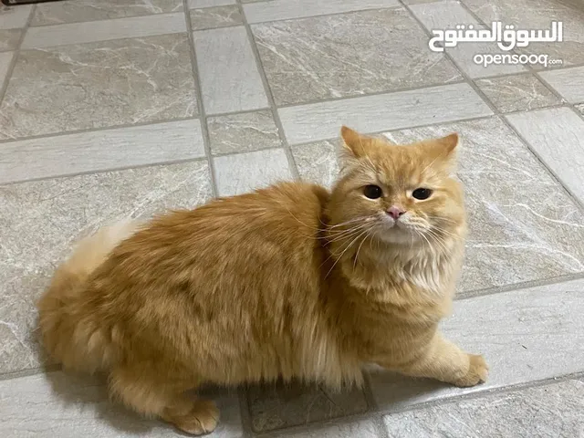 Friendly cat for FREE adoption قط للتبني