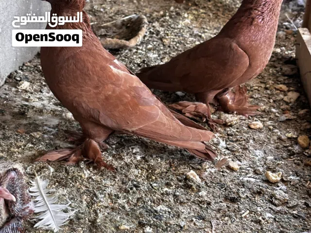 زوج حمام راعبي بياض وجوها افراخ