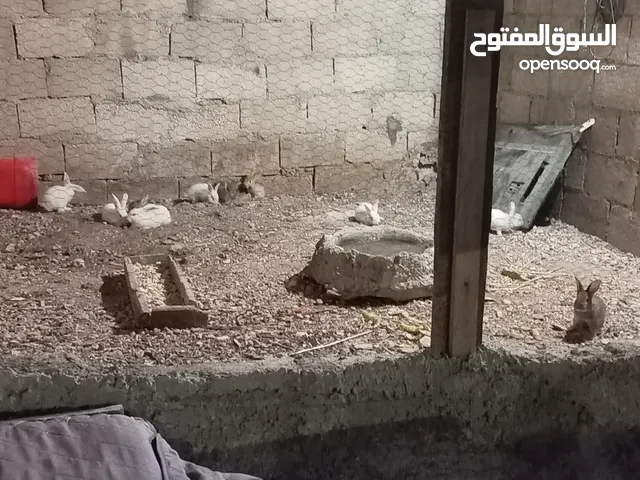 ارانب هجين