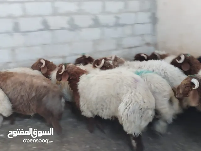خرفان اضاحي للبيع