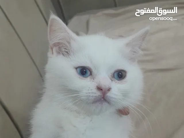 قط انقورا مكس