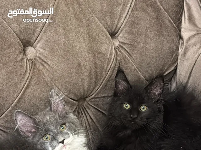 ماين كون  بصحه جيده
