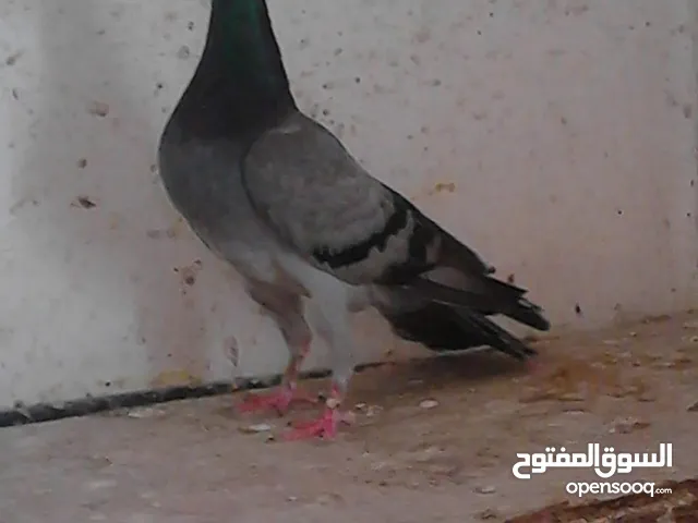 حمام شلبي نخب اول