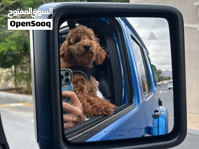للبيع جلب بودل