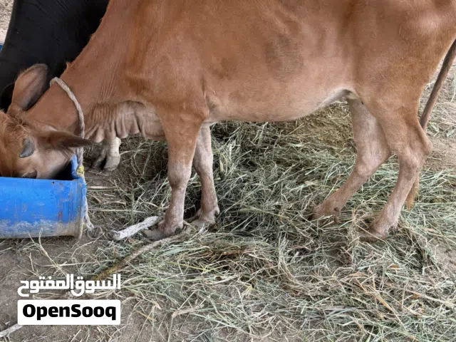 بقره عمانيه اقل سعر في السوق