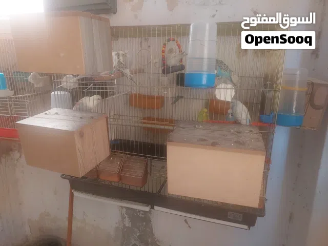 يتوفر 9 اجواز حب شغلات تحتيهم بيض وفرخين للبيع