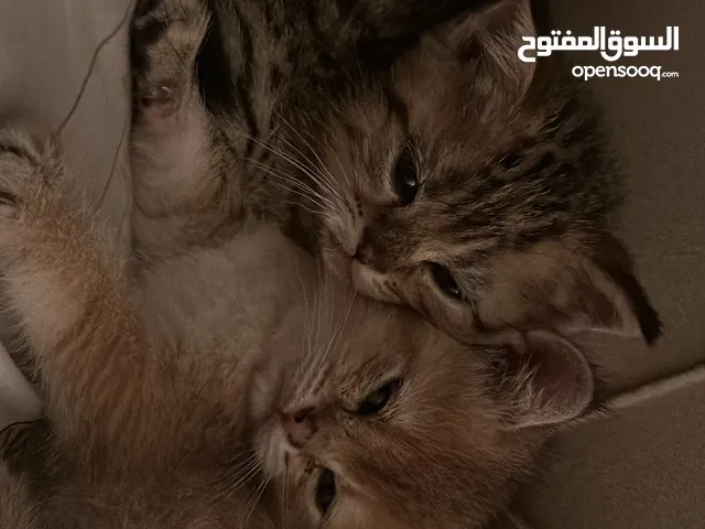 نوع قط برتش و عمرهم ثلاث شهور