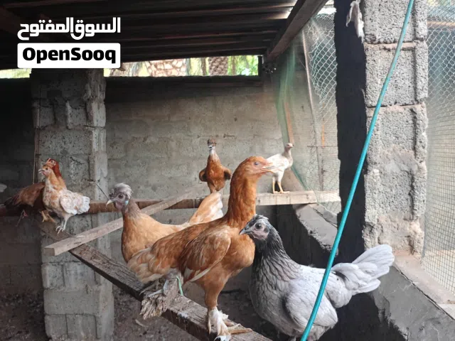لبيع دجاج عماني وكويتي