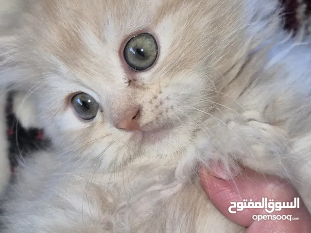 قطط ذكر بريتش لون اشقر مركز عالاطراف ريد وبطن ابيض جمجمه عريضه اطراف قصيره لونج هير oy12 33