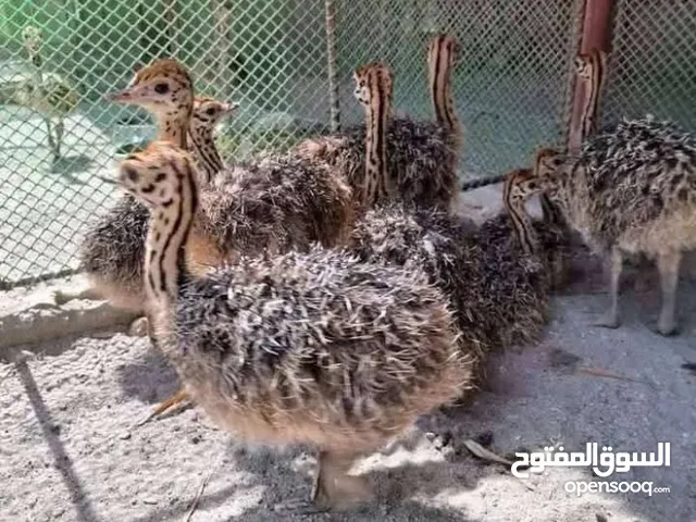 نعام خارجي