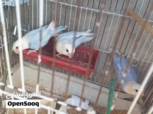 3طروف باليد لفه بيضه حليب حجم جامبو 2دكور و1نتايه كوبيه باليد اللهم ابارك تحتها3منقزات