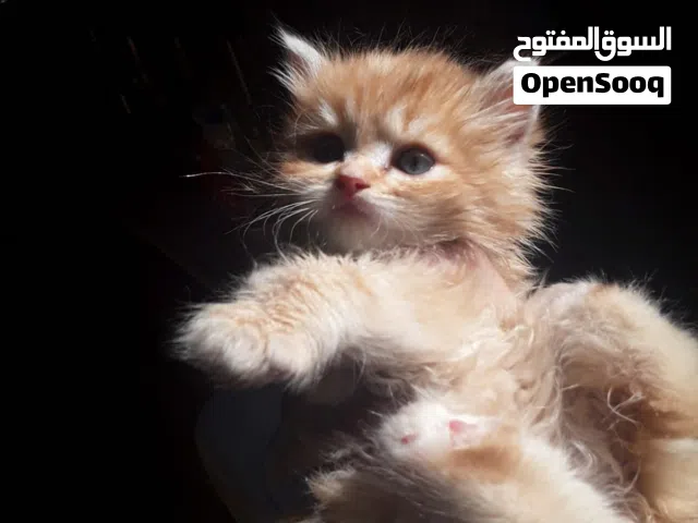 اخر قطط هاف فيس ولد مشمشي وبنت بيج بأقل سعر لسرعه البيع الواحد ب1000 المكان مريوطيه هرم
