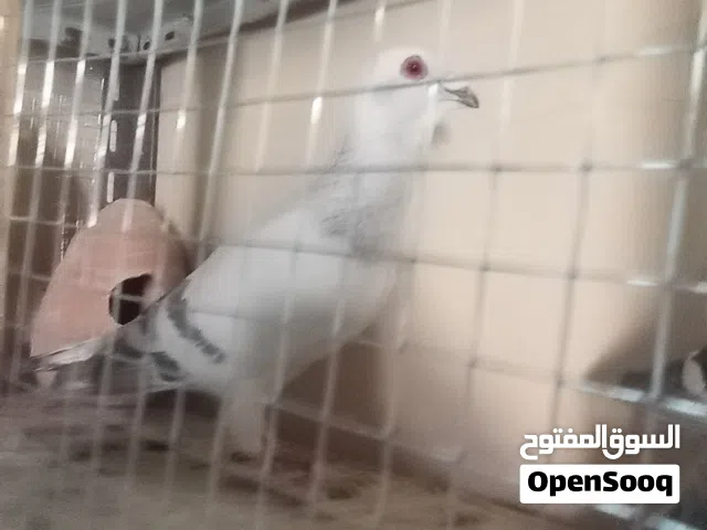جواز شفرات مستوى عالي بعروق