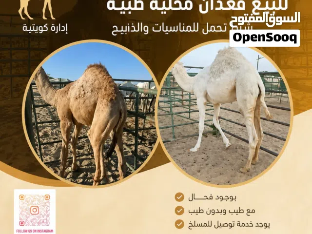 للبيع قعدان محليه طيبه شرط تجمل