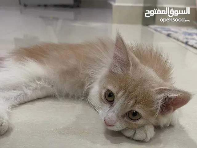 Persian kitten for adoption litter trained لتبني