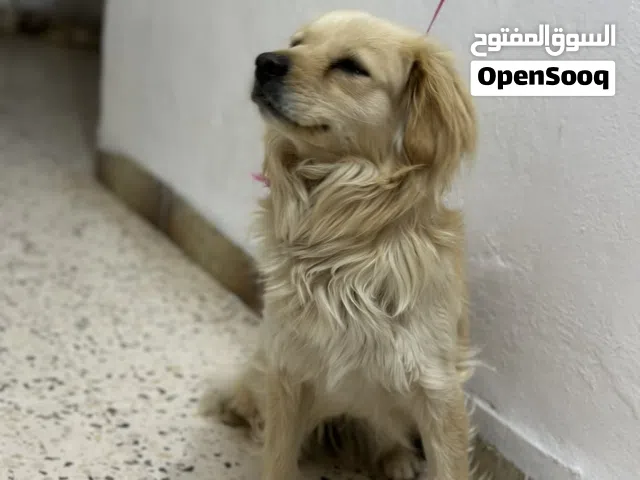 كلب قولد لطيف و أليف كثير و ينفع تربيه في البيوت ماخذ مطعيمو كلهم