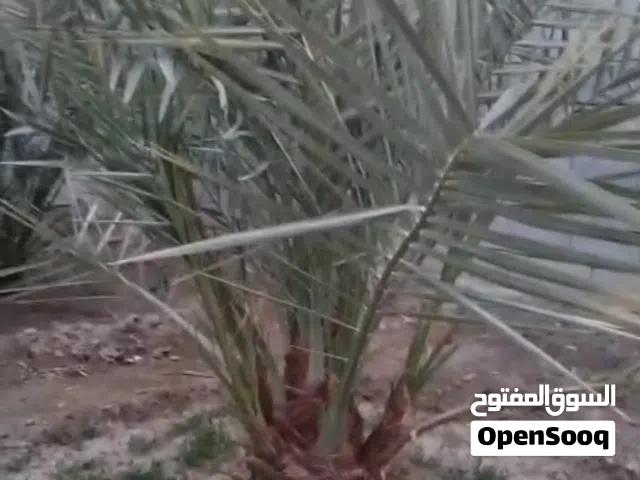 نخلات برحي نسيجي حمال مختبر خرايف