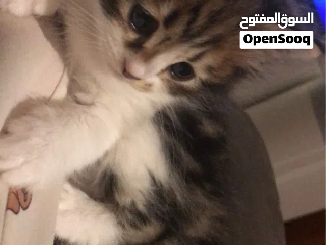 ميلو وميلا للبيع بسعر رمزي