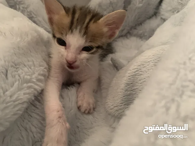 قط بلدي صغير انقاد لس صغير تبني